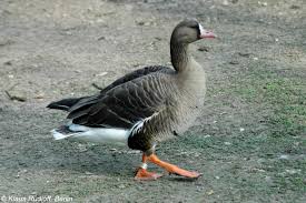 Attēlu rezultāti vaicājumam “Anser albifrons”