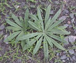 Attēlu rezultāti vaicājumam “Echium vulgare bud”