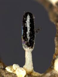 Attēlu rezultāti vaicājumam “Diachea leucopodia”