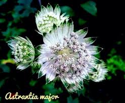Attēlu rezultāti vaicājumam “Astrantia major leaf”