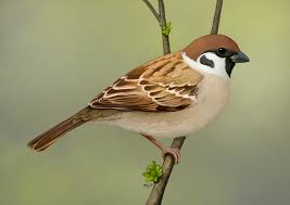 Attēlu rezultāti vaicājumam “Passer montanus”