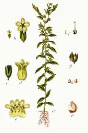Attēlu rezultāti vaicājumam “Lithospermum officinale”