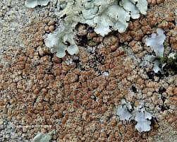 Attēlu rezultāti vaicājumam “Lecanora muralis”