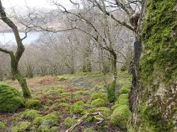Attēlu rezultāti vaicājumam “Parmeliella triptophylla”