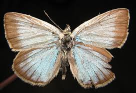 Attēlu rezultāti vaicājumam “Agrodiaetus damon”