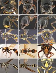 Attēlu rezultāti vaicājumam “Eumenidae”