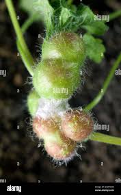 Attēlu rezultāti vaicājumam “Liposthenes glechomae”