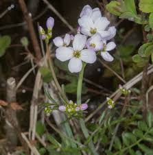 Attēlu rezultāti vaicājumam “Cardamine pratensis flower”