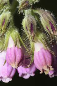 Attēlu rezultāti vaicājumam “Symphytum officinale bud”