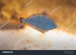 Image result for Paralichthys albigutta