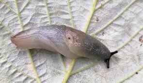 Attēlu rezultāti vaicājumam “Krynickillus melanocephalus”