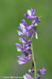 Attēlu rezultāti vaicājumam “Vicia tenuifolia”