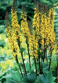 Attēlu rezultāti vaicājumam “Lycogala maculatum young”