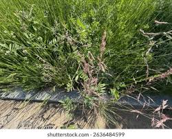 Attēlu rezultāti vaicājumam “Holcus lanatus  flower”