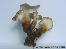Attēlu rezultāti vaicājumam “Polyporus melanopus”