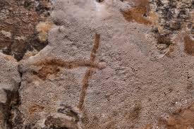 Attēlu rezultāti vaicājumam “Elmerina caryae”