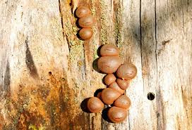 Attēlu rezultāti vaicājumam “Lycogala cf. oleocrystalliferum sessile”