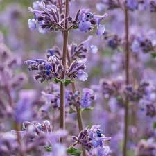 Attēlu rezultāti vaicājumam “Nepeta x faassenii”