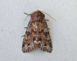 Attēlu rezultāti vaicājumam “Ceramica pisi”