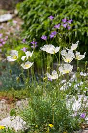 Image result for Alpenmohn