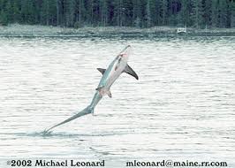 Image result for Alopias vulpinus