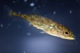 Attēlu rezultāti vaicājumam “Gasterosteus aculeatus”