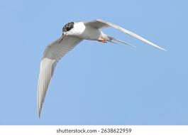 Image result for Sterna forsteri