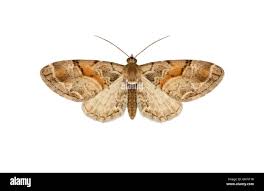 Attēlu rezultāti vaicājumam “Eupithecia sinuosaria”