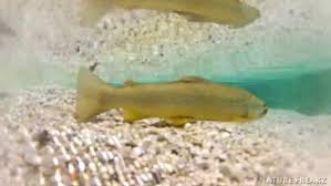 Image result for Salmo pallaryi