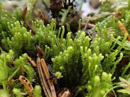 Attēlu rezultāti vaicājumam “Barbilophozia attenuata”