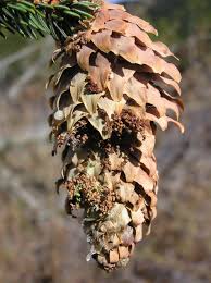 Attēlu rezultāti vaicājumam “Dioryctria abietella”