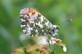 Attēlu rezultāti vaicājumam “Anthocharis cardamines underside”