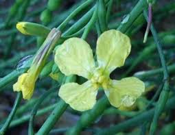 Attēlu rezultāti vaicājumam “Raphanus raphanistrum flower”