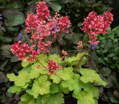 Image result for Heuchera `Swirling Fantasy`