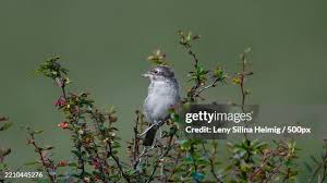 Attēlu rezultāti vaicājumam “Lanius collurio female”