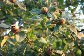 Attēlu rezultāti vaicājumam “Mespilus germanica fruit”