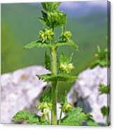 Attēlu rezultāti vaicājumam “Scrophularia umbrosa”
