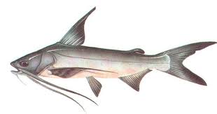 Image result for Bagre marinus