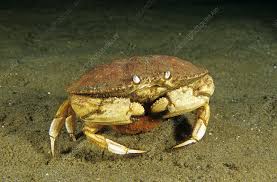 Image result for Cancer borealis