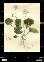 Attēlu rezultāti vaicājumam “Viola palustris leaf”