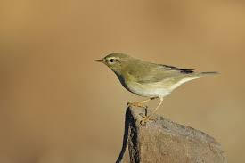 Attēlu rezultāti vaicājumam “Phylloscopus trochilus”