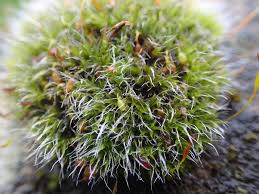 Attēlu rezultāti vaicājumam “Grimmia pulvinata”