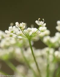 Attēlu rezultāti vaicājumam “Pimpinella major flower”
