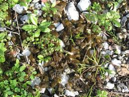 Attēlu rezultāti vaicājumam “Nostoc commune”