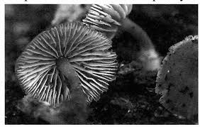 Attēlu rezultāti vaicājumam “Badhamiopsis ainoae spores”