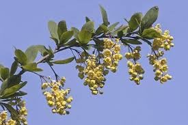 Attēlu rezultāti vaicājumam “Berberis vulgaris flower”