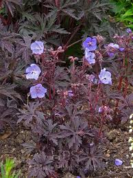 Attēlu rezultāti vaicājumam “Geranium pratense”
