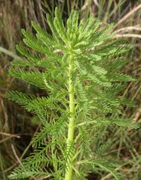 Attēlu rezultāti vaicājumam “Haloragaceae”