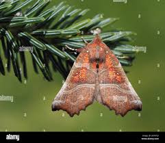 Attēlu rezultāti vaicājumam “Scoliopteryx libatrix”