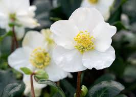 Attēlu rezultāti vaicājumam “Helleborus niger flower”